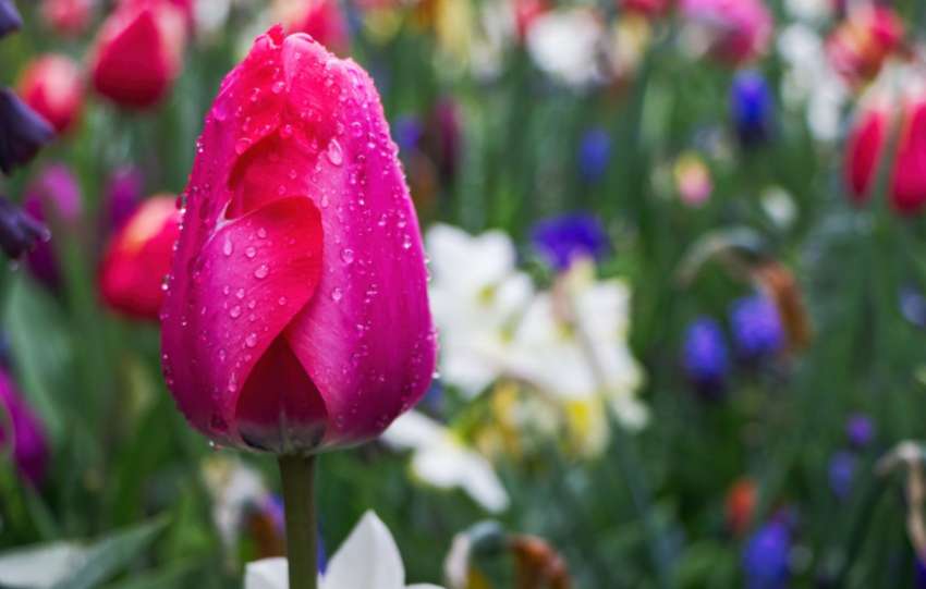 Keukenhof: Magische Tulpenblüte in Holland