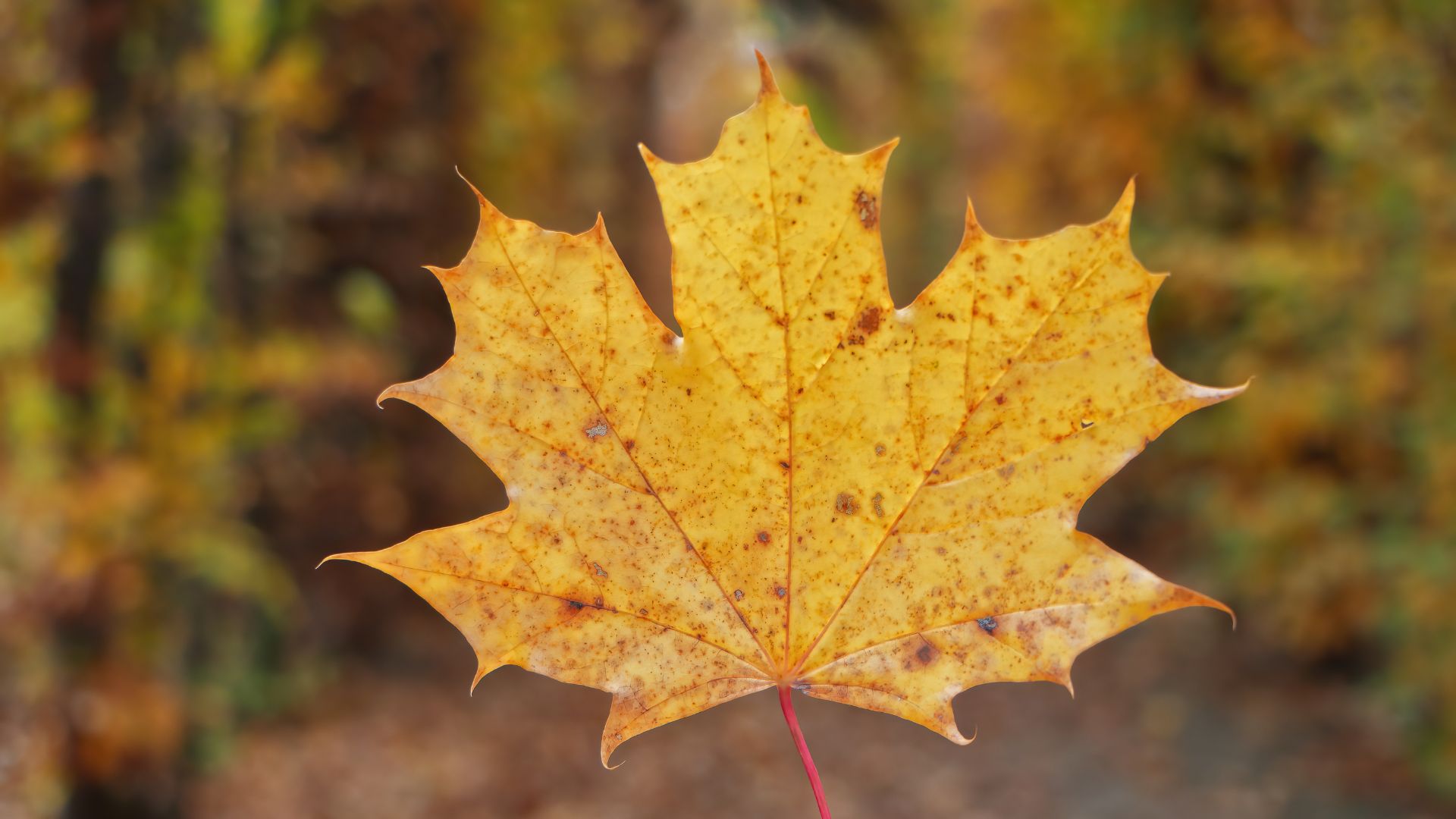 Fotografieren im Herbst: Fotoideen und Tipps gegen den Herbstblues